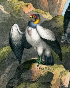Antique Print of a King Vulture
