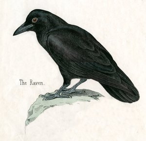 Antique Print of a Raven