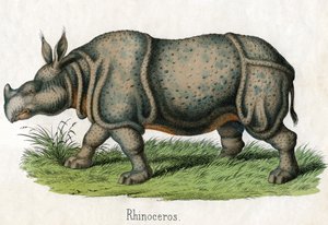 Antique Print of a Rhinoceros by American School