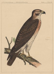 Birds, Plate XII