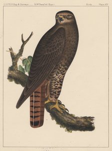 Birds, Plate XIV