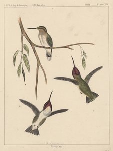 Birds, Plate XIX by American School
