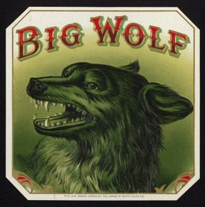 Black Wolf Baring Teeth