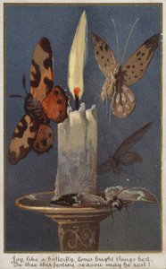 Butterflies Around a Burning Candle