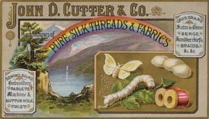 Butterfly and Caterpillar