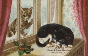 Cat Outside Looking In