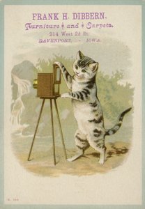 Cat Taking a Photograph by American School