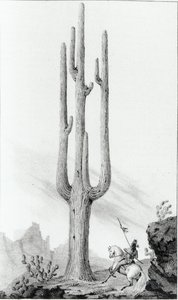 Cereus Giganteus