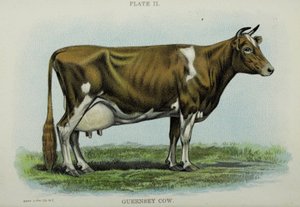 Guernsey Cow, from 