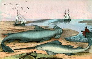 Hammerhead Shark and Sawfish