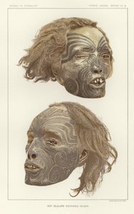 New Zealand Tattooed Heads