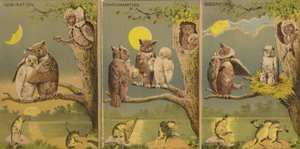 Owls by American School