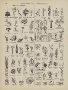 Page from Webster