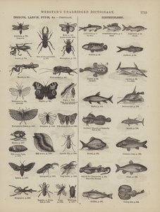 Page from Webster