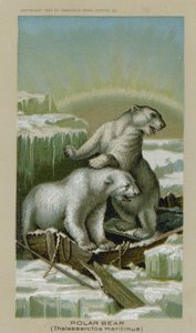 Polar Bear, Thalassarctos Maritimus