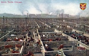 Postcard Depicting the Stock Yards and Abattoirs in Chicago, c.1910