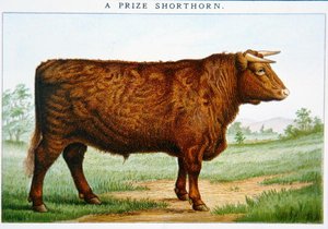 Prize Shorthorn Bull by American School