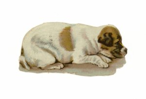 Puppy Lying Down