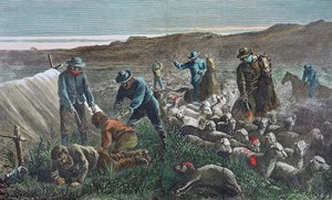 Sheep slaughter during the Pleasant Valley Range War, Arizona