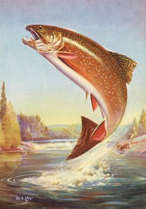 Sport Fishing: Leaping Brook Trout by American School