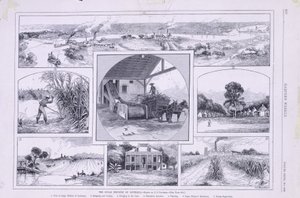 The Sugar Industry of Louisiana by American School