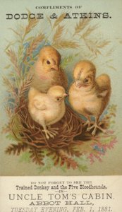 Three Baby Chicks in Nest by American School