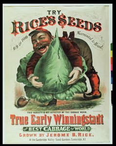 Try Rices Seeds, The Best Cabbage in the World by American School