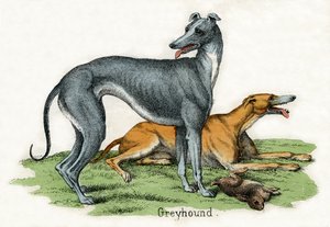 Two Greyhounds, from The Natural History of Animals by American School