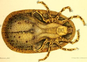 Ventral view of Argus Miniatus, illustration from 