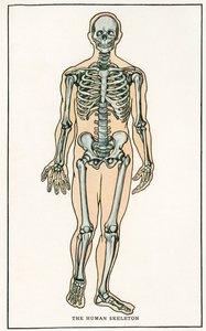Vintage Anatomical Print of the Human Skeleton by American School