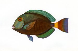 Vintage Print of a Brown Surgeonfish