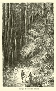 Virgin Forest in Brazil by American School