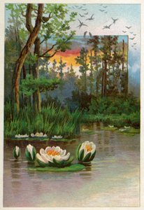 Water Lilies by American School