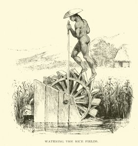 Watering the rice fields