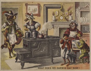What does Mr Darwin say now? by American School