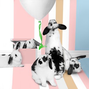 Bunnies 01