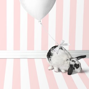 Bunnies 04, 2018