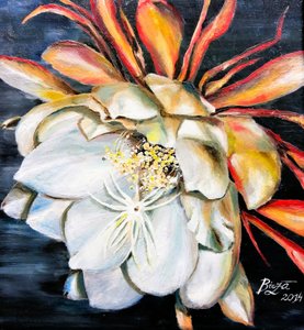 Queen Of The Night Bloom