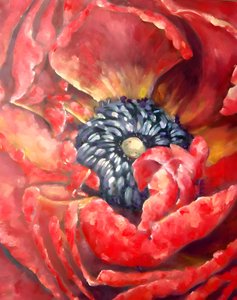 Vibrant Red Poppy