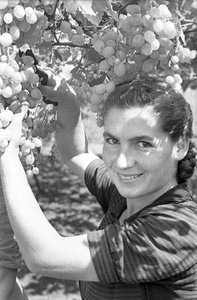 Bitter Grapes - Grape Harvest by Ando Gilardi