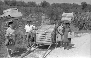 Bitter Grapes - Transport