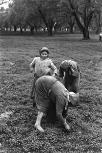 Female Work: Harvest of Olives in Calabria by Ando Gilardi
