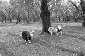 Olive Pickers