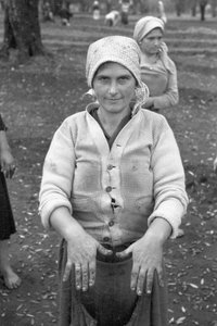 Young Olive Picker