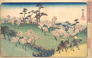 Asukayama Hanami