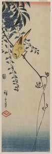Canary and Wisteria