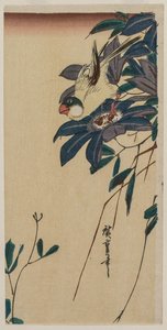 Grosbeak and Clematis by Ando Hiroshige