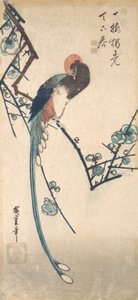 Long Tailed Bird by Ando Hiroshige