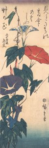 Morning Glories