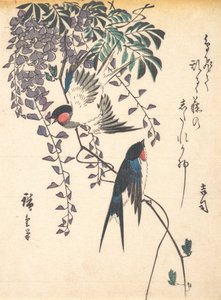 Swallow and Wisteria